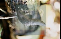 登錄號:F0014626藏品圖，第6張