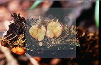 登錄號:F0014629藏品圖，第5張