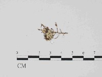 登錄號:F0014631藏品圖，第3張