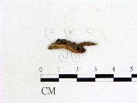 登錄號:F0014642藏品圖，第1張