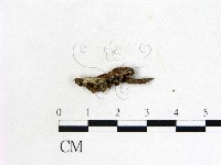 登錄號:F0014642藏品圖，第3張
