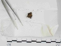 登錄號:F0014646藏品圖，第1張