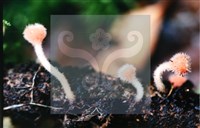 登錄號:F0014648藏品圖，第6張