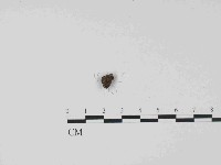 登錄號:F0014653藏品圖，第1張