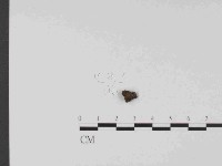 登錄號:F0014653藏品圖，第3張