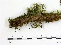 登錄號:F0014654藏品圖，第1張
