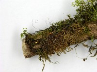 登錄號:F0014654藏品圖，第3張