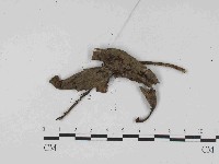 登錄號:F0014655藏品圖，第3張