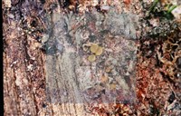 登錄號:F0014658藏品圖，第3張