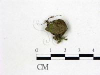 登錄號:F0014661藏品圖，第1張