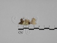 登錄號:F0014662藏品圖，第1張