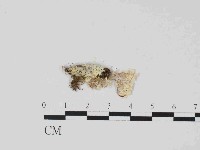 登錄號:F0014662藏品圖，第3張