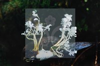 登錄號:F0014662藏品圖，第5張