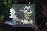 登錄號:F0014662藏品圖，第6張