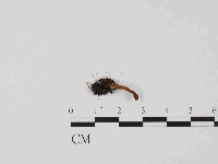 登錄號:F0014665藏品圖，第3張