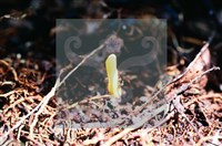 登錄號:F0014665藏品圖，第4張