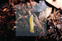 登錄號:F0014665藏品圖，第5張