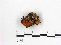 登錄號:F0014666藏品圖，第1張