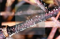 登錄號:F0014667藏品圖，第3張