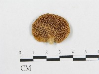 登錄號:F0014670藏品圖，第1張