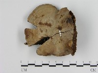 登錄號:F0014671藏品圖，第3張