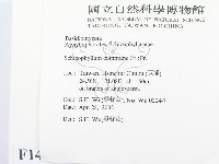 裂褶菌藏品圖，第2張