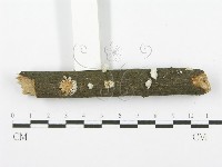 裂褶菌藏品圖，第3張