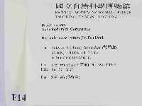 剛毛絲皮菌藏品圖，第2張