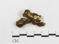 硬孔菌屬藏品圖，第3張