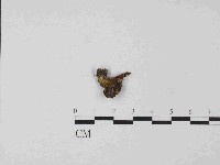 登錄號:F0014684藏品圖，第1張