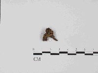 登錄號:F0014684藏品圖，第3張