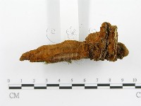 登錄號:F0014685藏品圖，第5張