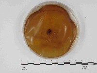 登錄號:F0014695藏品圖，第3張