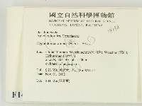 冇骨消絲齒菌藏品圖，第2張