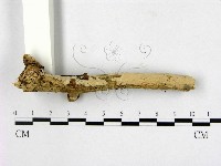 登錄號:F0014700藏品圖，第1張