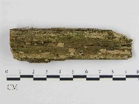 絲皮菌屬藏品圖，第1張