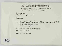 韌革菌屬藏品圖，第2張