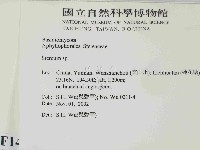 韌革菌屬藏品圖，第2張