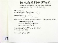 顯絲菌屬藏品圖，第2張