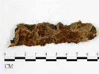 顯絲菌屬藏品圖，第1張
