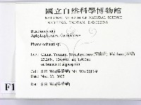 顯絲菌屬藏品圖，第2張