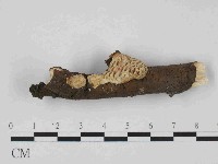 登錄號:F0014712藏品圖，第3張