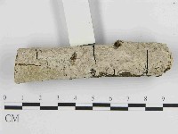 刺皮菌屬藏品圖，第1張