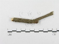 登錄號:F0014726藏品圖，第5張