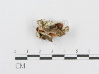 登錄號:F0014727藏品圖，第1張