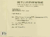 絲齒菌屬藏品圖，第2張