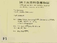 絲齒菌屬藏品圖，第2張