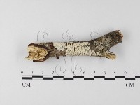 登錄號:F0014732藏品圖，第1張