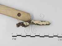 登錄號:F0014735藏品圖，第3張