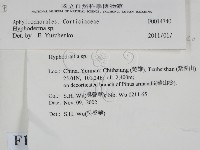 絲皮菌屬藏品圖，第2張